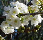 Coolah Caravan Park - Accommodation VIC