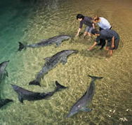 Tangalooma Wild Dolphin Resort - Accommodation VIC