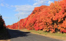 Yamba Farmstay - Accommodation VIC 4