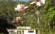 Mangrove Yoga Ashram - - thumb 2