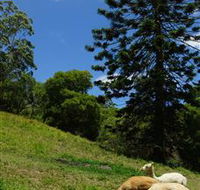 Wattle Gully Retreat - Accommodation VIC