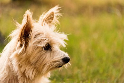 Barkala Farmstay And Blue Wren Bush Cafe - Accommodation VIC 2