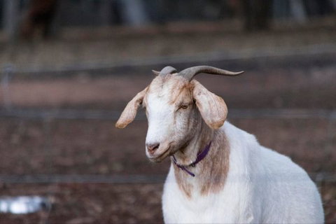 Barkala Farmstay And Blue Wren Bush Cafe - Accommodation VIC 7