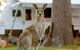 BIG4 Sunshine South West Rocks Holiday Park - thumb 5