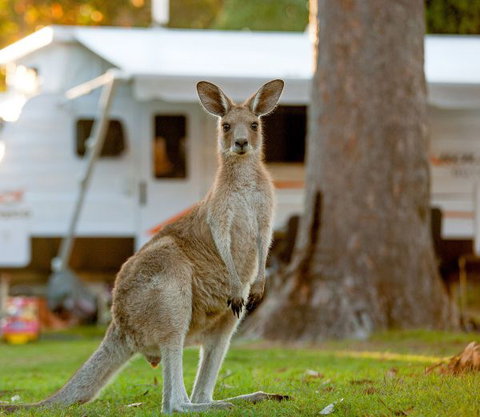 BIG4 Sunshine South West Rocks Holiday Park - Accommodation VIC 5