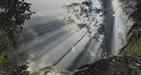Eastern Dandenong Ranges Visitor Information Centre - Accommodation VIC 5