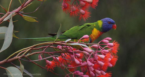 Eastern Dandenong Ranges Visitor Information Centre - Accommodation VIC 16
