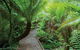 Eastern Dandenong Ranges Visitor Information Centre - thumb 17
