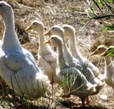 Duck Duck Goose Bed and Breakfast - Accommodation VIC