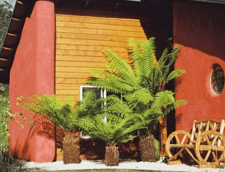 Whispering Spirit Cottage  Miniature Pony Stud - Accommodation VIC