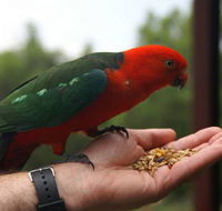 Barrington Tops Escapes - Accommodation VIC