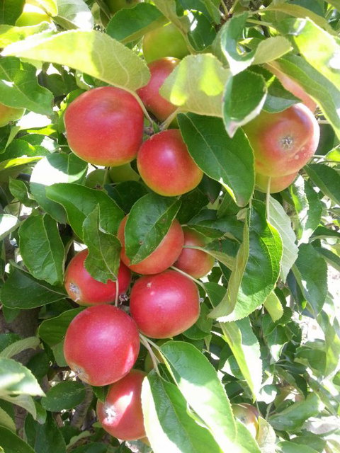 Ballachulish Farm Stay - Accommodation VIC 5