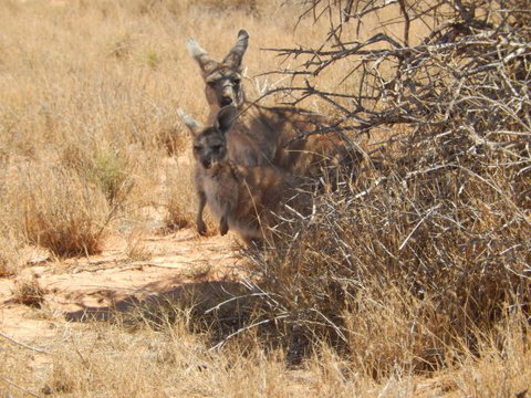 Gnaraloo Station - Accommodation VIC 3