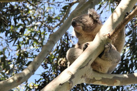 Harmony At Tower Hill - Accommodation VIC 7