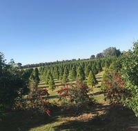 Rutherglen Christmas Trees Farm Stay - Accommodation VIC