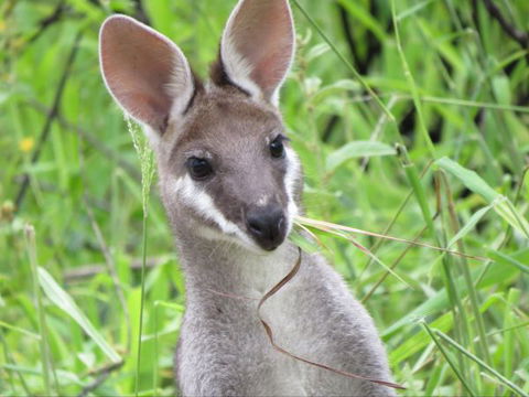 Takarakka Bush Resort Carnarvon Gorge - Accommodation VIC 8