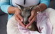 Tiandi Wildlife Sanctuary Farm Stay - Jambalaya Cottage - thumb 7