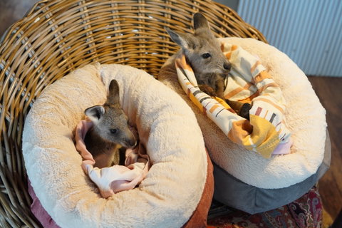 Tiandi Wildlife Sanctuary Farm Stay - Jambalaya Cottage - Accommodation VIC 9