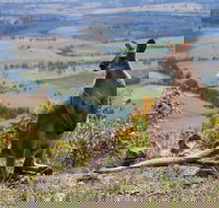 Eaglereach Wilderness Resort - Accommodation VIC