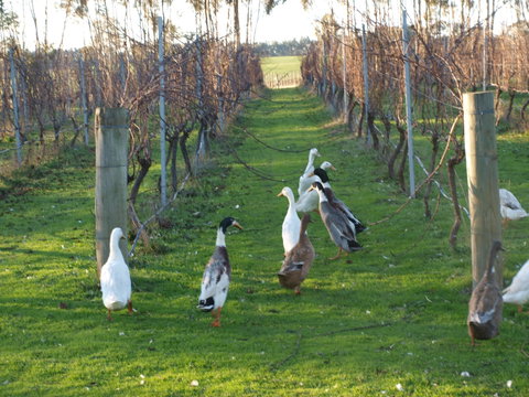 Pierrepoint Wines Bed & Breakfast - Accommodation VIC 2