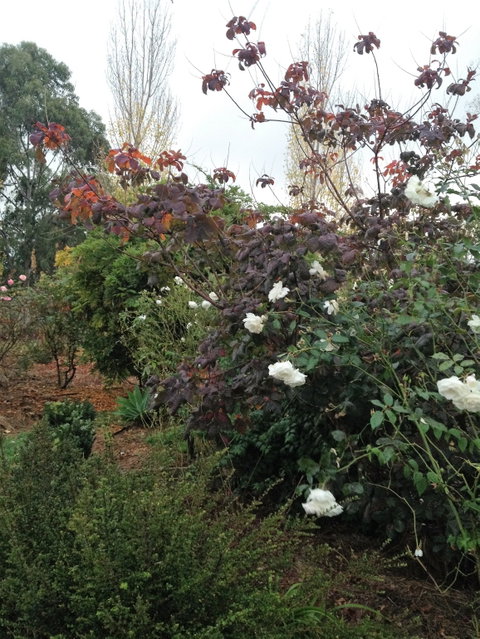 Pierrepoint Wines Bed & Breakfast - Accommodation VIC 7