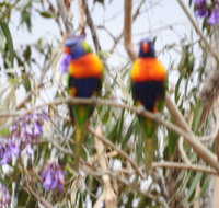 Twilight Grove Farm Bed and Breakfast - Accommodation VIC