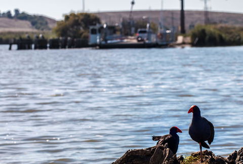 Narrung Ferry Camp Ground - Accommodation VIC 1