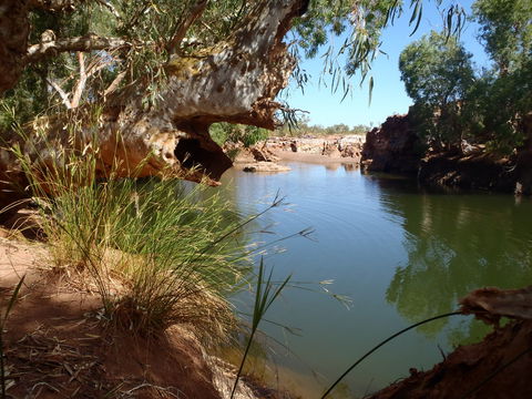 Peedamulla Campground And Cultural Tours - Accommodation VIC 1
