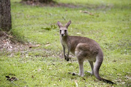 Hungry Head Cabins - Accommodation VIC 3