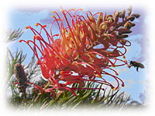 Mimosa Hill Wildflower Farm Cottages - Accommodation VIC 1