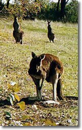 Country Cottages - Accommodation VIC 5