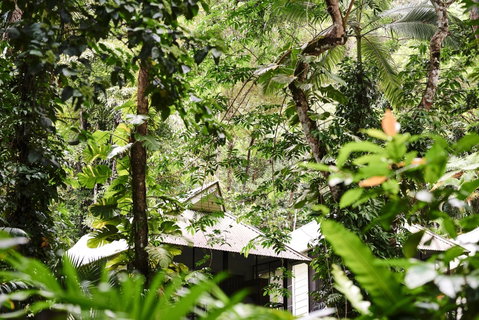 Daintree Ecolodge - Accommodation VIC 0