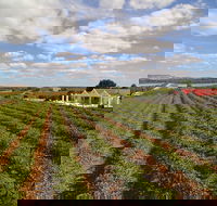 1837 Barossa Luxury Vineyard Cottages - Accommodation VIC