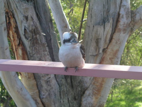 Kookaburra Dreaming - Accommodation VIC 0
