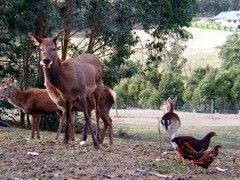Carolins Organic Farm - Accommodation VIC 4