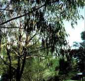 Mallacootas Shady Gully Caravan Park - Accommodation VIC