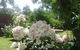 Hudspeth House Bed And Breakfast - thumb 3