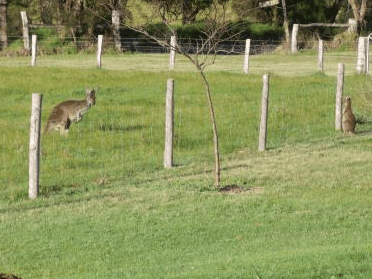Woody Grange Chalets - Accommodation VIC 2