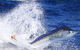 True Blue Fishing Charters - thumb 6