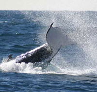 Whale Watching Sydney - Accommodation VIC