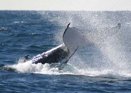 Whale Watching Sydney - Accommodation VIC 0