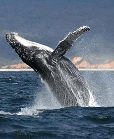 Whale Watching Sydney - Accommodation VIC 2
