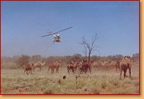 Kings Creek Station - Accommodation VIC 2