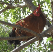 Perth City Farm Organic Markets - Accommodation VIC 3
