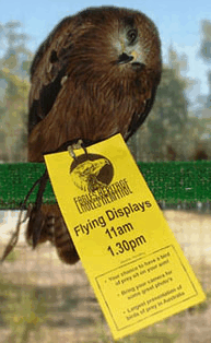 Eagles Heritage Raptor Wildlife Centre - Accommodation VIC 1