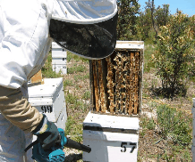 The House Of Honey - Accommodation VIC 0