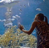The Aquarium Of Western Australia - Accommodation VIC 0
