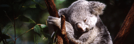 Koala and River Cruise by Mirimar Cruises - Accommodation VIC
