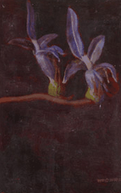 Red Hill Galleries - Accommodation VIC 2