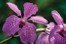 Richmond Wellness Centre - Accommodation VIC 2